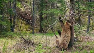 92. Планета Земля 2 (2016)