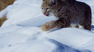 94. Планета Земля 2 (2016)