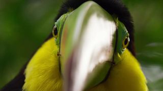 95. Планета Земля 2 (2016)