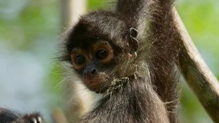 98. Планета Земля 2 (2016)