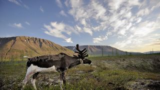 58. Территория (2014)