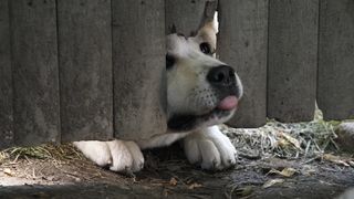 19. Хатико: Самый верный друг (2008)