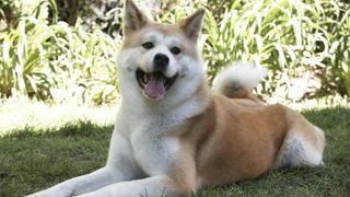 22. Хатико: Самый верный друг (2008)