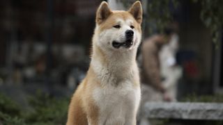 25. Хатико: Самый верный друг (2008)