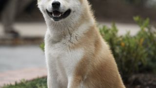 32. Хатико: Самый верный друг (2008)