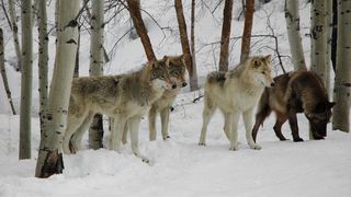 25. Замёрзшие (2010)