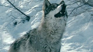 27. Замёрзшие (2010)