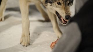 47. Замёрзшие (2010)