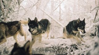 14. Хроники Нарнии: Лев, колдунья и волшебный шкаф (2005)