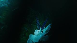 53. Алиса в Зазеркалье (2016)