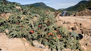 24. Руины (2008)