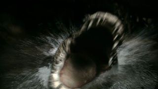 15. Крокодил (2007)