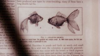 77. Крупная рыба (2003)