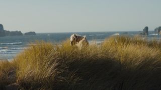 19. Девица (2017)