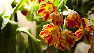 34. Антивирус (2012)