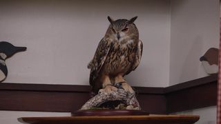 141. Методом проб и ошибок (2017 — 2018)