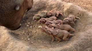 18. Прогулки с динозаврами 3D (2013)