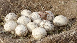 9. Прогулки с динозаврами 3D (2013)