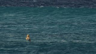 27. Сёрфер души (2011)