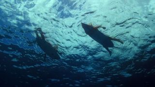 79. Сёрфер души (2011)