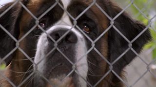 11. Бетховен (1992)