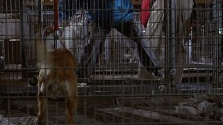 14. Бетховен (1992)