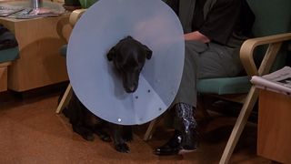 16. Бетховен (1992)