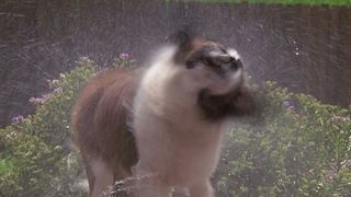 29. Бетховен (1992)