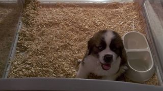 48. Бетховен (1992)