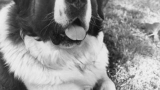 65. Бетховен (1992)