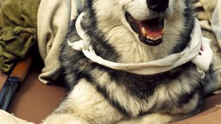 22. Белый клык (1991)