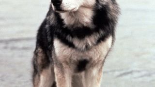 25. Белый клык (1991)