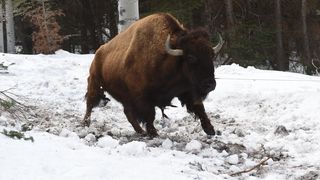 91. Ветреная река (2017)