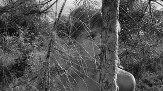 32. Иваново детство (1962)