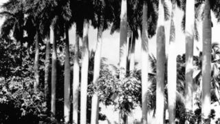 12. Гуантанамера (1995)