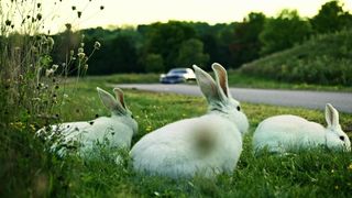 93. Американские боги (2017)