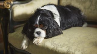 35. Виктория (2016)