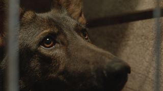 4. Брут (2016)
