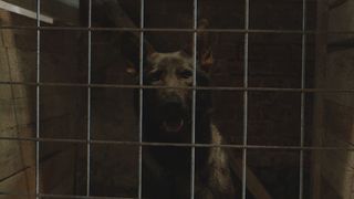 7. Брут (2016)