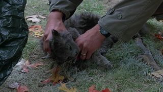 34. Кладбище домашних животных (1989)