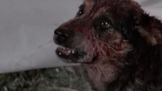 62. Кладбище домашних животных (1989)