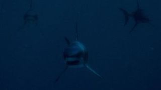 69. Глубокое синее море (1999)