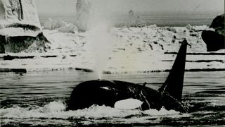 3. Смерть среди айсбергов (1977)