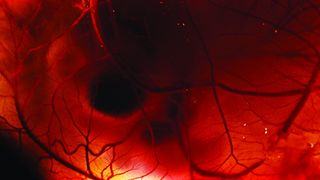 23. Древо жизни (2010)