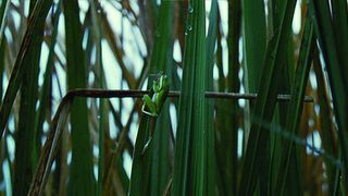 32. Древо жизни (2010)