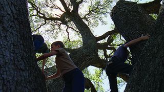 33. Древо жизни (2010)