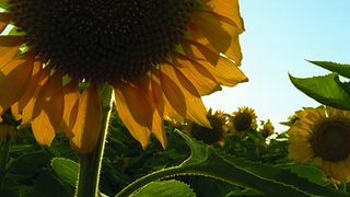 41. Древо жизни (2010)