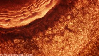 78. Древо жизни (2010)