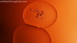 84. Древо жизни (2010)