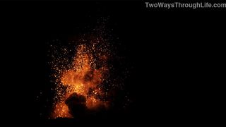 93. Древо жизни (2010)